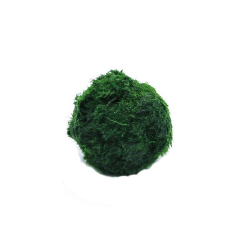 Planted Aquarium Algae - Marimo Mos Ballen Live Aquarium Plant