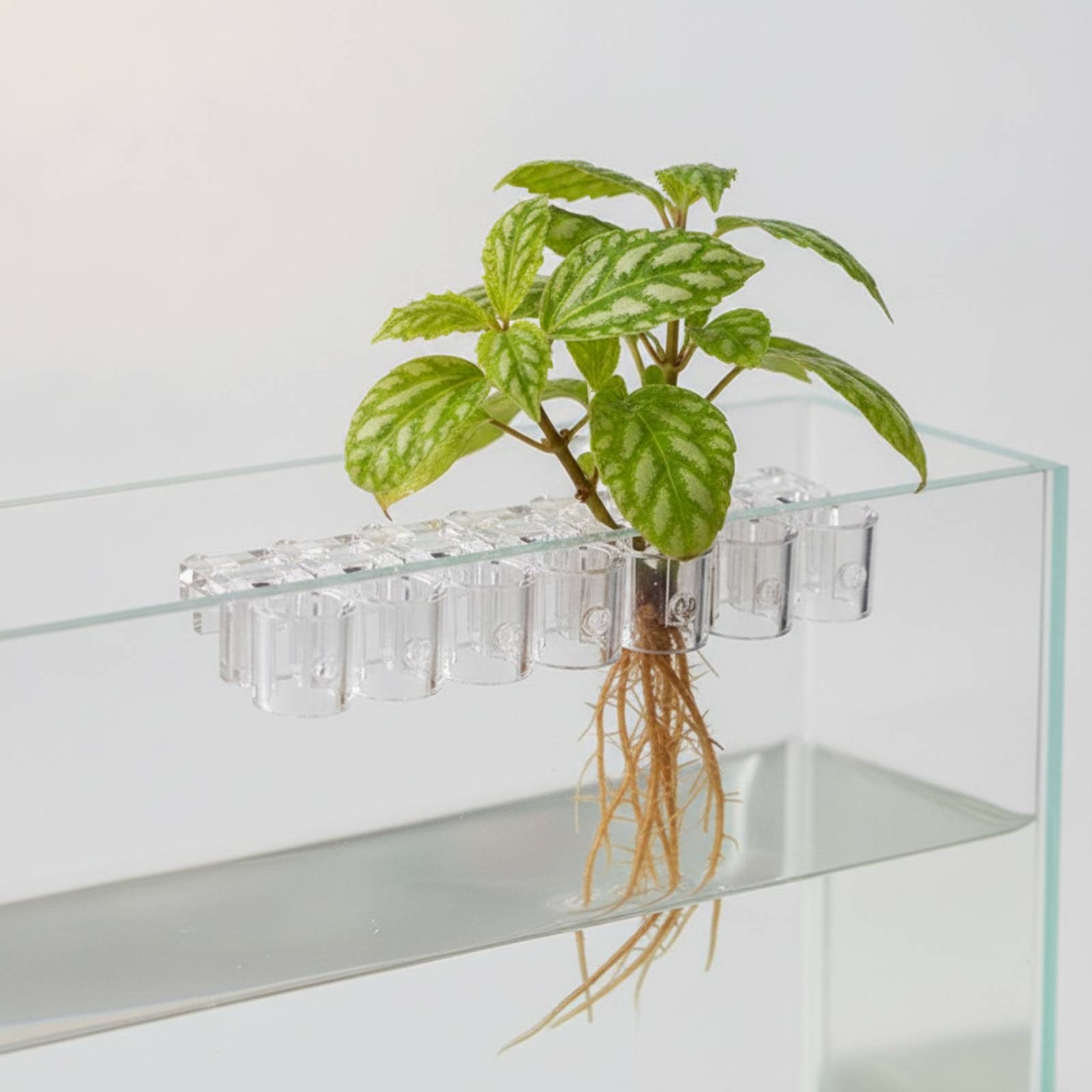 6 stuks Aquarium Planter Clear - Aquarium Planted Aquarium recensie en prijs