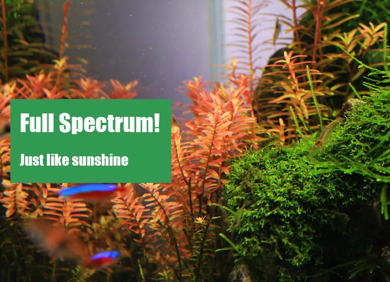 Spiritedos C-serie ADA-stijl P - Planted Aquarium Mini recensie en prijs