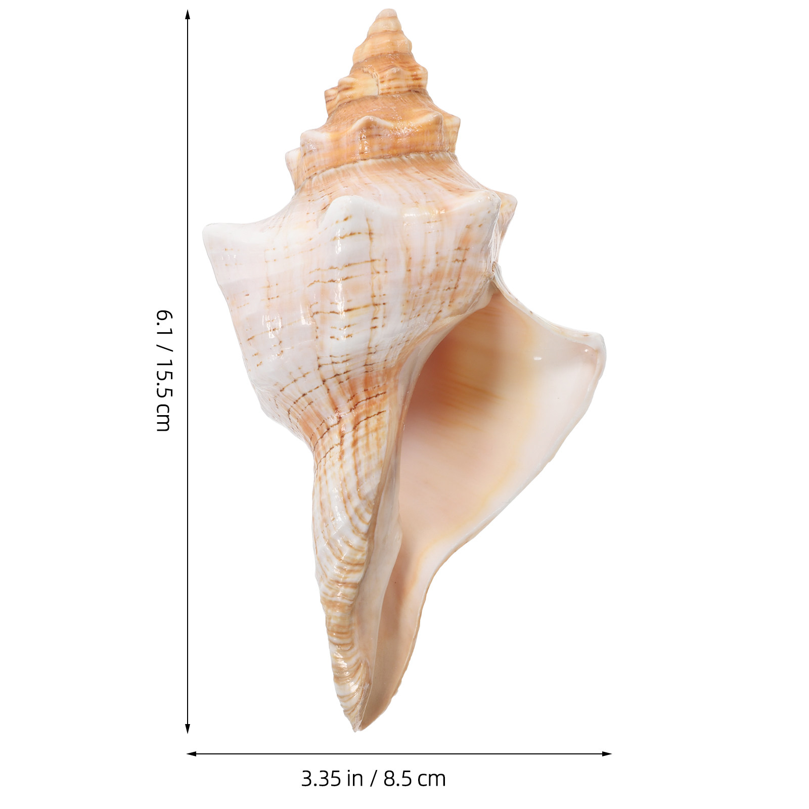 Natuurlijke gigantische schelp - Planted Aquarium Photos recensie en prijs