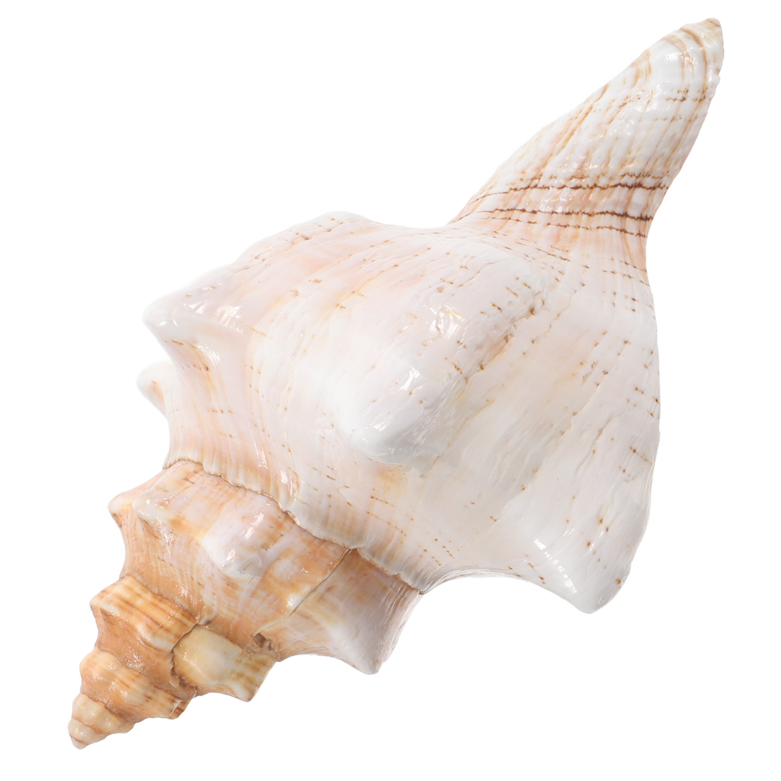Natuurlijke gigantische schelp - Planted Aquarium Photos recensie en prijs