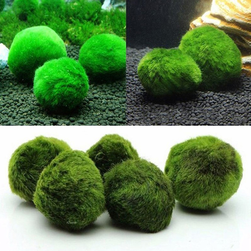 Marimo Mos Ballen Live Aquariu - Planted Aquarium Algae recensie en prijs