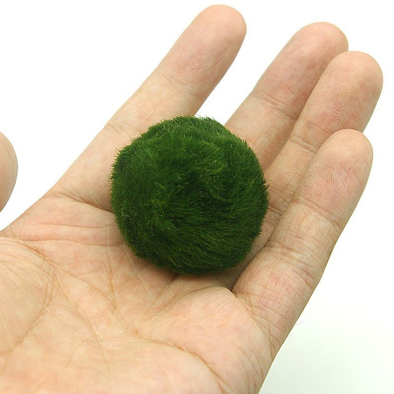 Marimo Mos Ballen Live Aquariu - Planted Aquarium Algae recensie en prijs