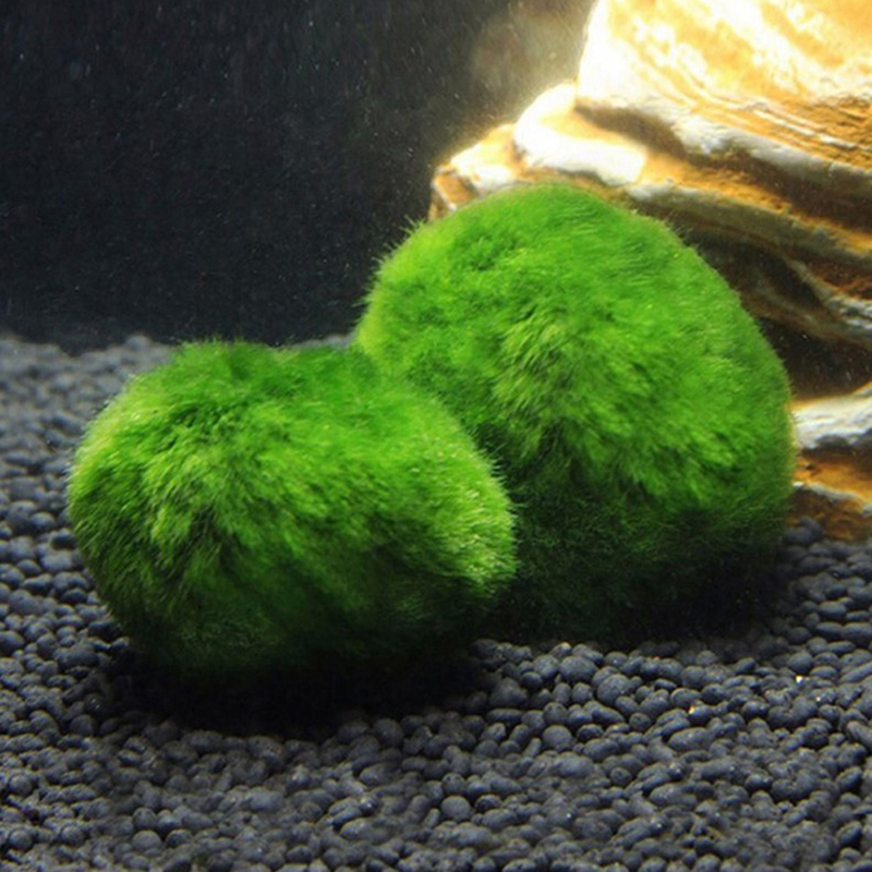 Marimo Mos Ballen Live Aquariu - Planted Aquarium Algae recensie en prijs