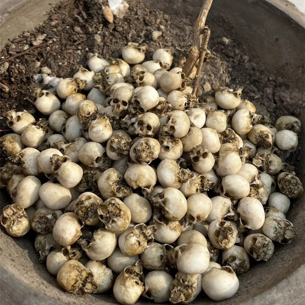 Mini Skull Hoge kwaliteit mini - Aquarium Plant Nursery recensie en prijs