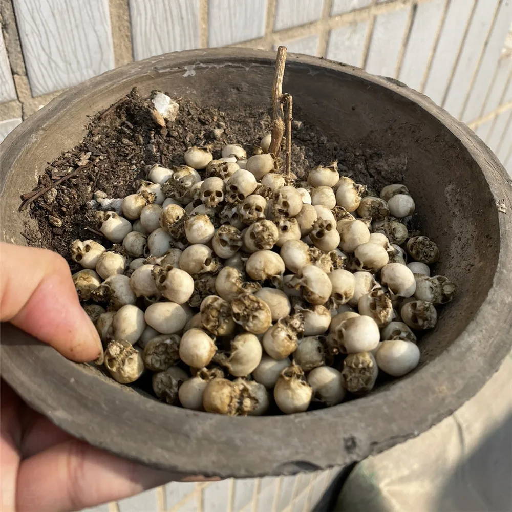 Mini Skull Hoge kwaliteit mini - Aquarium Plant Nursery recensie en prijs