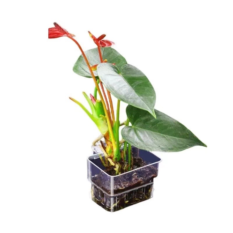 Aquarium Hydroponische Planten - Aquarium Plant Grass recensie en prijs